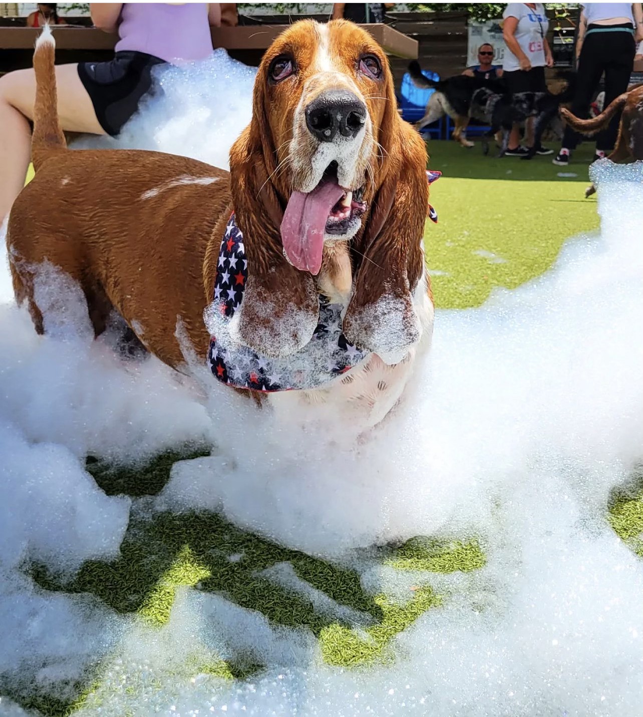 Basset hound playing in foam at a dog-friendly foam party event